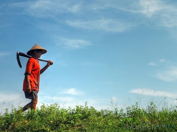 Pelaksanaan Diversifikasi Pangan Harus Dilakukan Serentak 