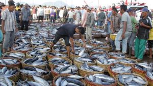 Lelang ikan hasil tangkapan nelayan/Foto via Antara Ampelsa