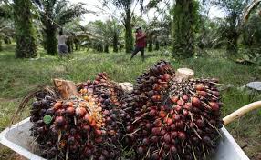 ILUSTRASI: Crude Palm Oil (CPO)