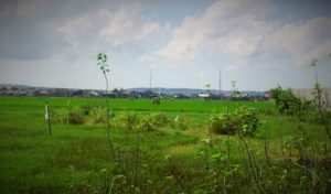 Tanah dijual kota sumenep/Foto AS/Nusantaranews