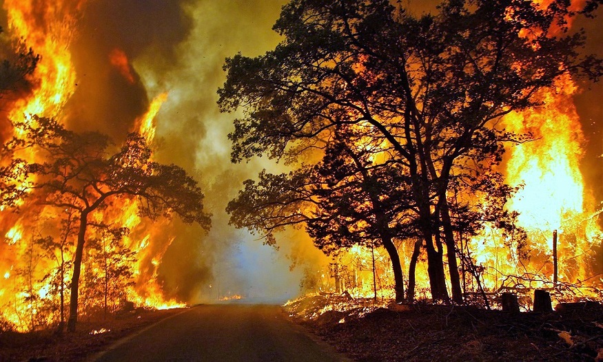 Kebakaran Hutan/Foto nusantaranews (Istimewa)