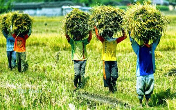 Petani Gotong Royang ketika Panen Padi Tiba/Foto via agrarisindonesia