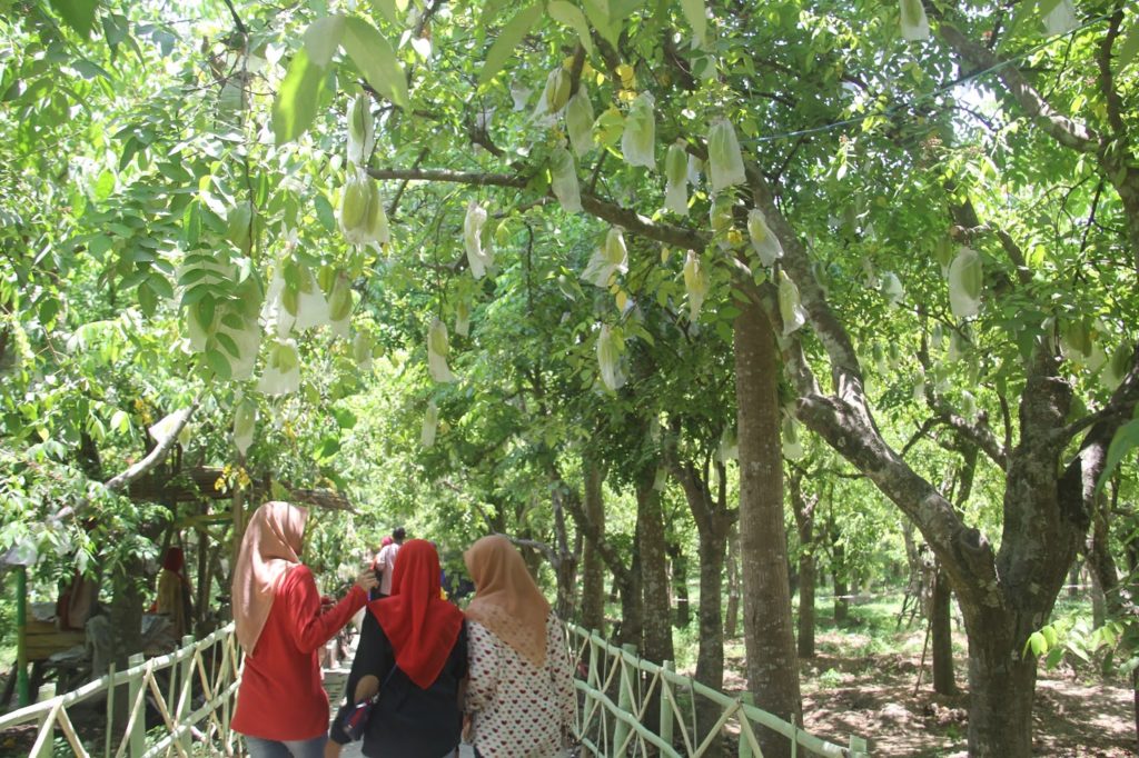 Agrowisata Kebun Belimbing Ngringinrejo, Kalitidu, Bojonegoro, Jawa Timur Foto Dok All About Bojonegoro