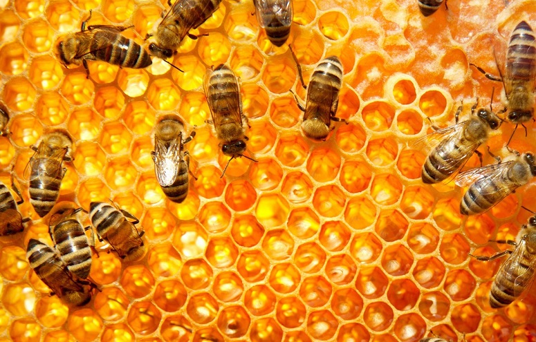 Madu Lebah Untuk Kecerdasan Otak/Foto Emer