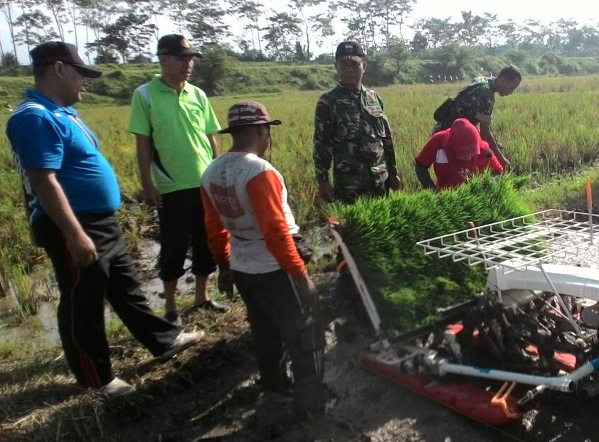 Percepatan Tanam di Lakukan oleh kelompok tani di Jember. Foto Sis/Nusantaranews