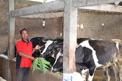 Peternak sapi perah rakyat di Boyolali tengah memberi makan sapi-sapinya. Foto Dok. Pribadi