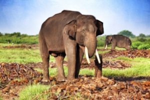 Salah Satu Gajah Penghuni Taman Nasional Way Kambas. Foto via 7asia