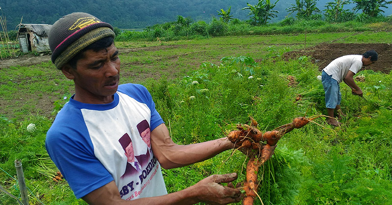Foto Ilustrasi, Petani wortel tampak menunjukkan hasil tanamannya. Foto via okezone