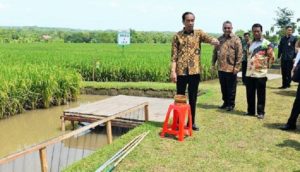 INDEF Kritisi Program Swasembada Pangan Jokowi