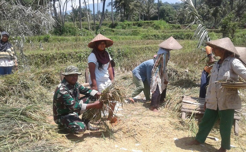 Babinsa Ramil 0824/06 Melakukan pendampingan kepada para petani. Foto sis/Nusantaranews