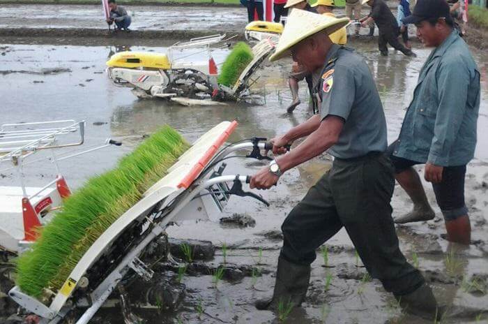Kasdim dan Bupati Trenggalek Jajal Mesin Tanam Rice Transflanter. Foto prspen/Nusantaranews