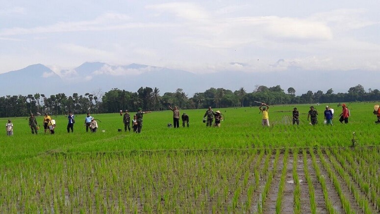 Petani Jember Semprot tanaman padi/Foto Sis24