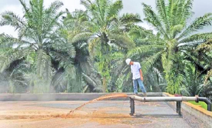 Limbah Sawit Bisa Jadi Sumber Energi Terbarukan. Foto Indah Sari Windu | ISW.co.id