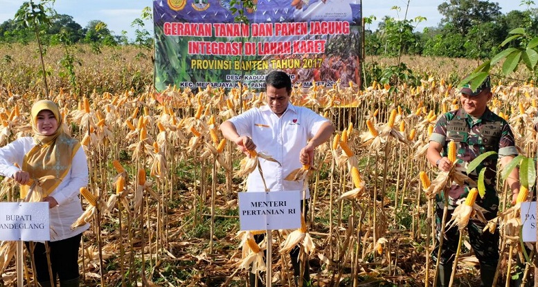 Gerakan Tanam dan Panen Jagung/Foto Dok. Humas Kementan/Nusantaranews