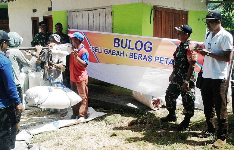 Penimbangan Gabah Petani di Jember/Foto Dok. Pribadi/Nusantaranews