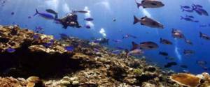 Studi: Cadangan Laut Dapat Mengurangi Dampak Perubahan Iklim