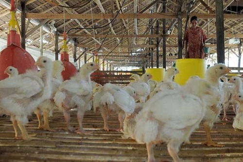 Peternakan Ayam (Ilustrasi). Foto: Dok. Republika
