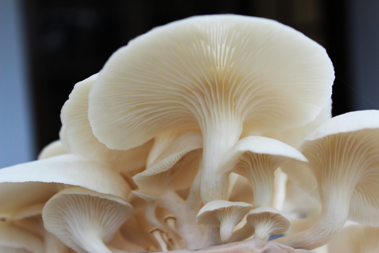 Salah satu jenis jamur konsumsi/Foto Istimewa/Nusantaranews