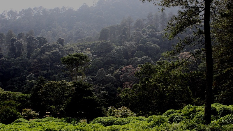 Kawasan Hutan Lindung Gunung Malabar, Bandung, Jawa Barat. Foto: Dok. PPID MenLHK)