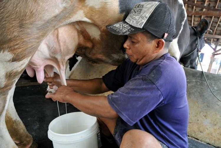Sapi perah sebagai bahan baku susu segar/Foto Republika/Nusanataranews