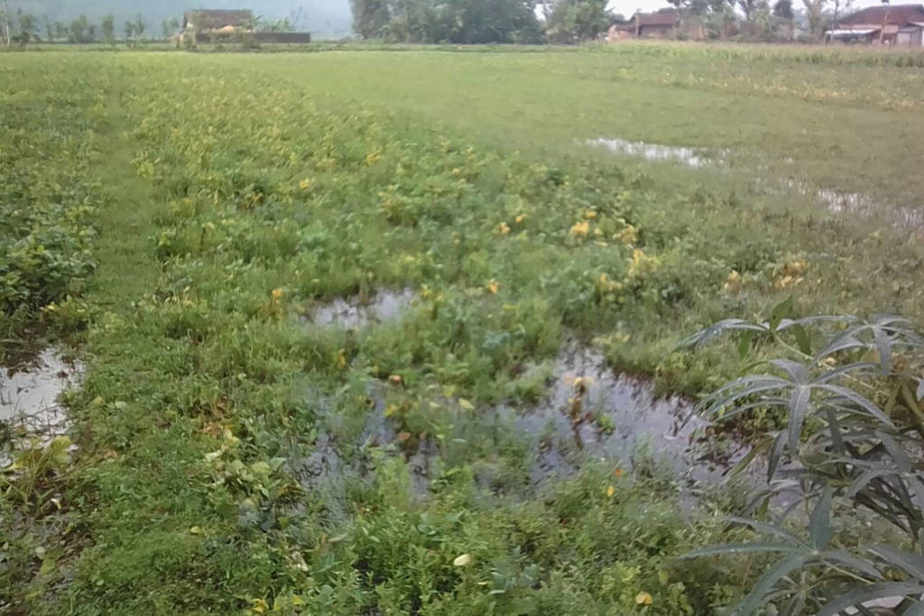Ratusan lahan petani di Pacitan terendam banjir. (Foto: Dok. Kodim 0801/Pacitan)