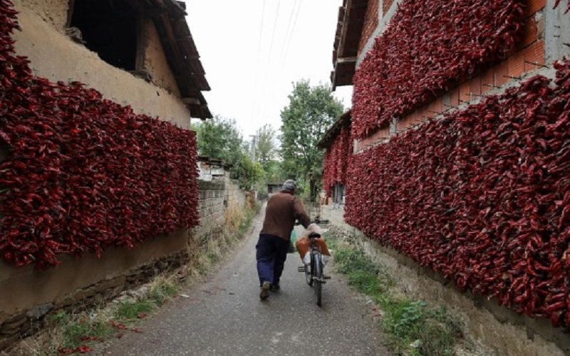 Sebuah desa di Serbia, desa Donja Lokosnica ebagian besar dari 1.300 penduduknya adalah menanam paprika merah. (Foto: Reuters)