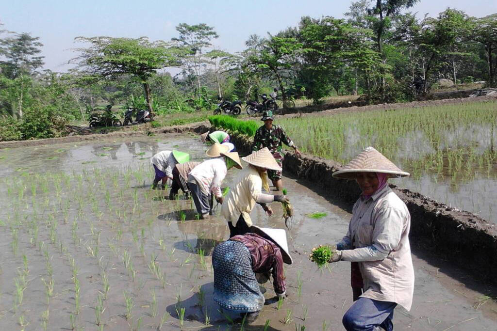 Babinsa Gandusari Tanam Padi membantu petani menanam padi. (Foto: NUSANTARANEWS.CO/Amrin)