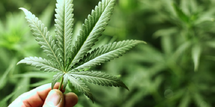 Daun ganja atau dikenal di barat marijuana. Foto: Shutterstock/YellowJ