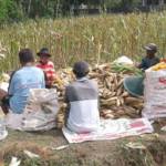 TNI Pertahankan Produksi Jagung Ponorogo Bersama Petani