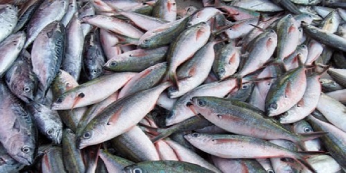 Kementerian Kelautan dan Perikanan (KKP) mengungkapkan saat ini konsumsi makan ikan masyarakat Indonesia mencapai 43 kg per kapita per tahun. Foto: Dok. Pemkab Kulonprogo