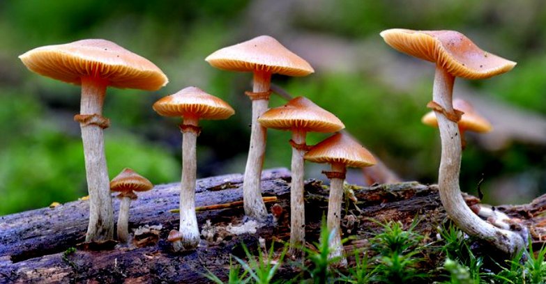 Jamur ajaib (magic mushrooms). Foto: Imperial College London
