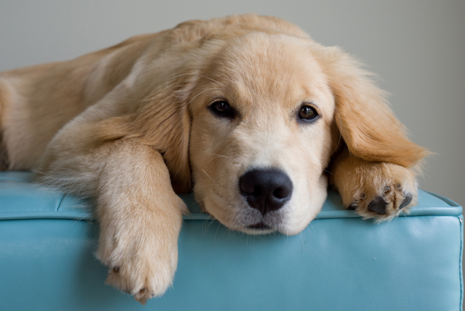 Anjing golden retriever (Foto via dogtime)
