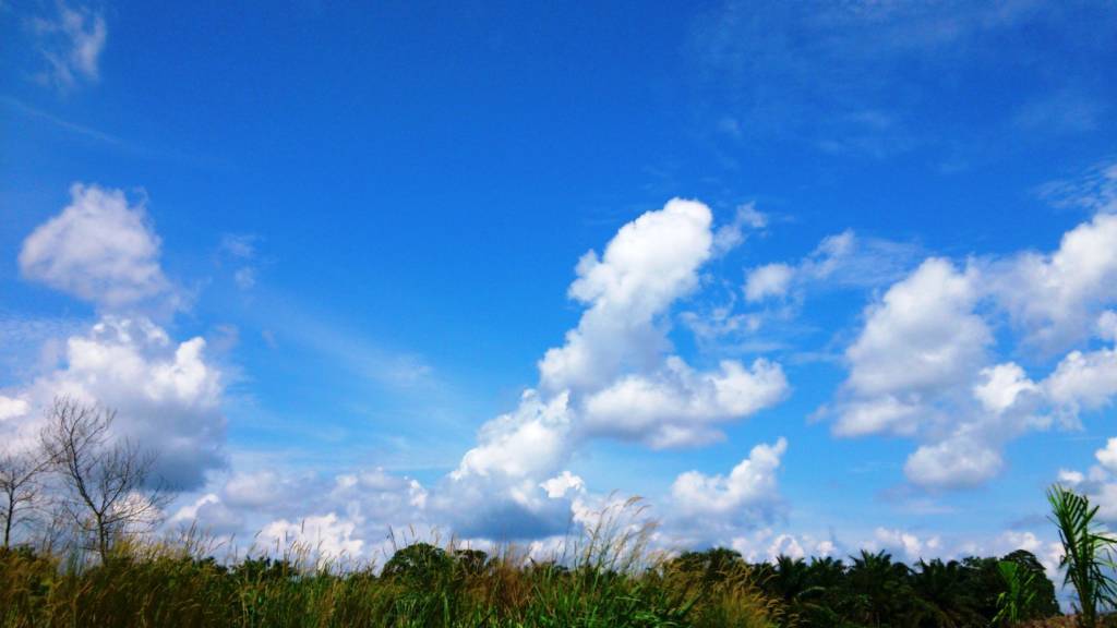 Langir berwarna biru. Foto: Wikimedia