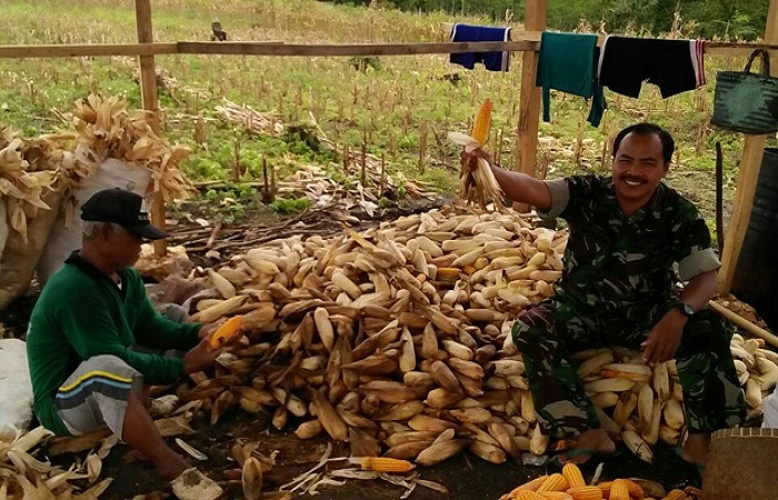 Babinsa Desa Ngepoh Serda Joko Riyono melaksanakan upaya khusus, pendampingan panen jagung jenis P 27,seluas 1 Ha. Kamis (25/01/2018). Foto: Dok. Istimewa/NusantaraNews