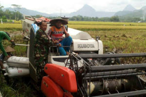 Serda Muhrodin bersama kelompok tani Sukses, melaksanakan kegiatan panen padi di lokasi sawah Desa Ngepeh, seluas 40 Ha. Foto: Dok. Kodim Tulungagung