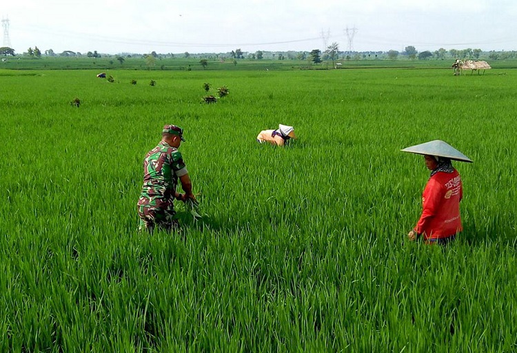 Dibantu babinsa setempat, seorang petani tengah bersihkan gulma padi (Foto Istimewa/Nusantaranews)