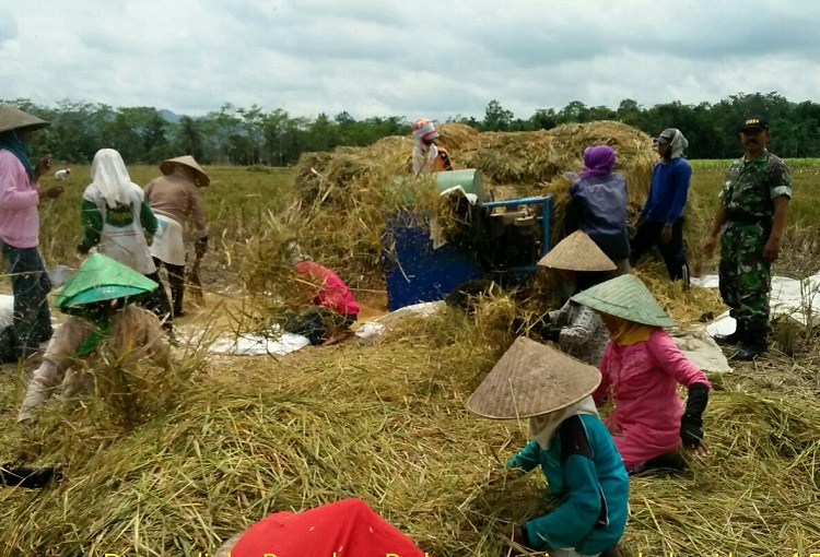 Panen Padi Seluas 5 Hektar di Mumbulsari, Jember (Foto Istimewa/Nusantaranews)