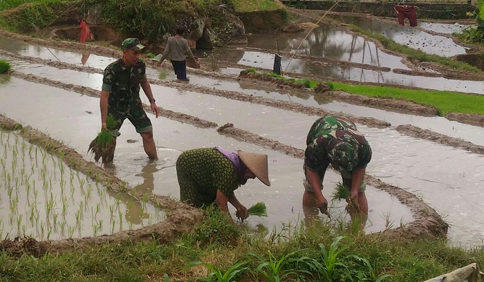 Babinsa Semar Koramil 0807/15 Pagerwojo, Sertu Priyo mendampingi Kelompok tani Dusun Krajan Desa Samar melakukan kegiatan tanam padi. Foto Md 0807/ NusantaraNews
