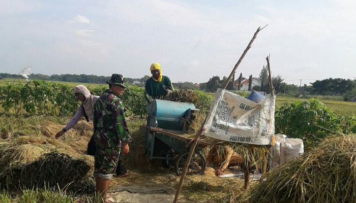 Babinsa Serma Siswanto membantu petani panen padi dengan alat manual. Foto: Dok. Istimewa