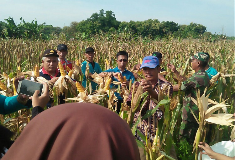 Panen jagung di Desa Jubel, Kecamatan Sugio, Kabupaten Lamongan (Foto Istimewa/Nusantaranews)