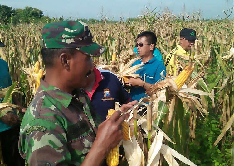 Panen jagung di Desa Jubel, Kecamatan Sugio, Kabupaten Lamongan (Foto Istimewa/Nusantaranews)
