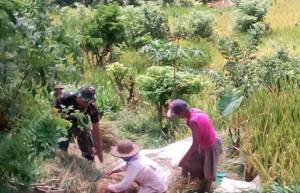 Sertu Romadhon: Bagi TNI, Membantu Petani Merupakan Tugas Negara