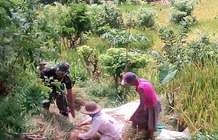 Sersan Satu (Sertu) Romadhon melibatkan diri dalam kegiatan pertanian di Kabupaten Blitar, Jawa Timur. (Foto: Istimewa)