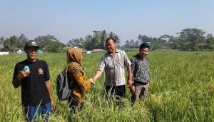FKDB Bersama Petani Menanti Panen Raya di Sukabumi