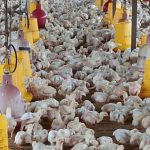 Ekonom Konstitusi Kritisi Keganjilan Harga Ayam Diantara Peternak dan Pasar