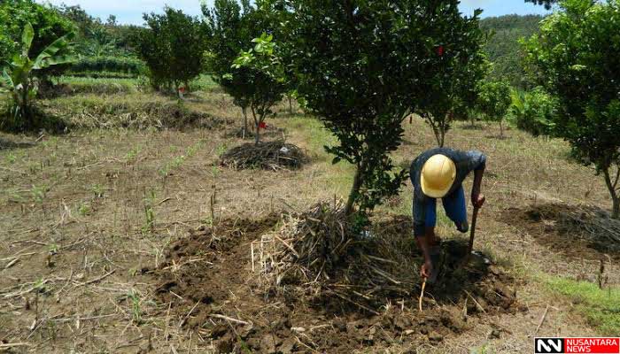 Penanaman pohon buah di Desa Rombasan Kecamatan Pragaan Kabupaten Sumenep (Foto Mahdi/NUSANTARANEWS