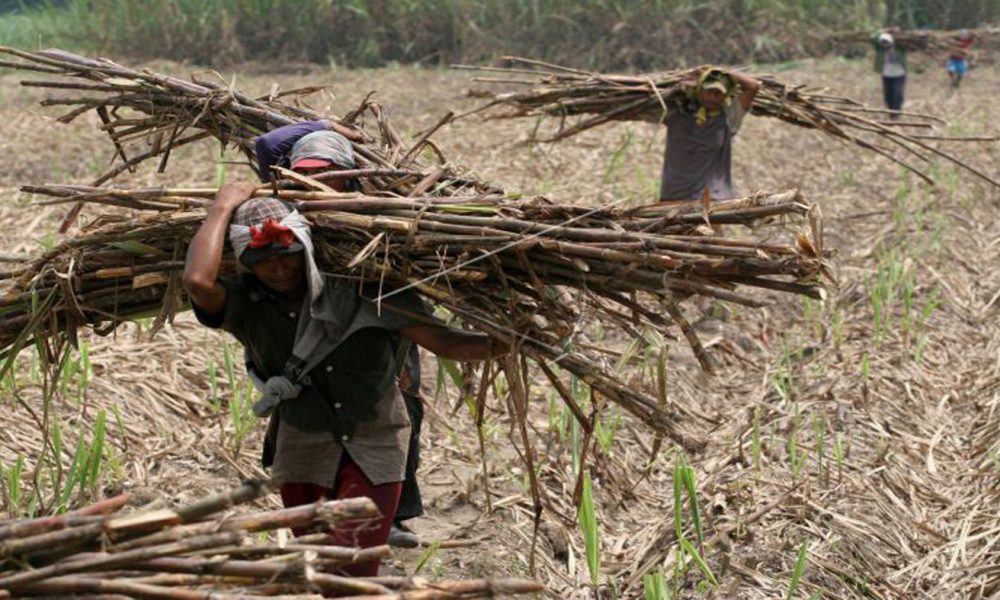 Harga Tebu  Anjlok Jokowi Sukses  Bikin Petani  Tebu  