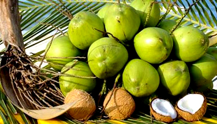 ekspor kelapa, kelapa utuh, pengusaha kelapa, produk kelapa, olahan kelapa, tata niaga kelapa, industri pengolahan kelapa, pasokan kelapa, arang kelapa, ekspor arang kelapa, ekspor kelapa segar, buah kelapa, air kelapa, tempurung kelapa, pasar ekspor kelapa, nusantaranews