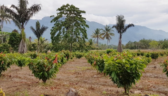 Perkebunan Kakao di Kolaka Utara, Provinsi Sulawesi Tenggara (Sultra). (FOTO: Dok. Kementan)