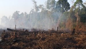 Ada Persoalan Ditutupi di Balik Klaim Jokowi Kebakaran Hutan Tidak Terjadi dalam Tiga Tahun Terakhir